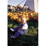 Pumpkin Selection & Selling!