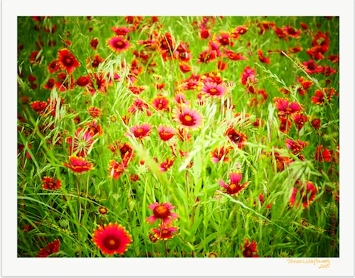The Wildflowering Way