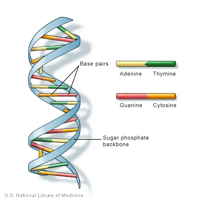 Can you explain DNA to a 6 year old